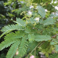 Albizia odoratissima (L.f.) Benth.